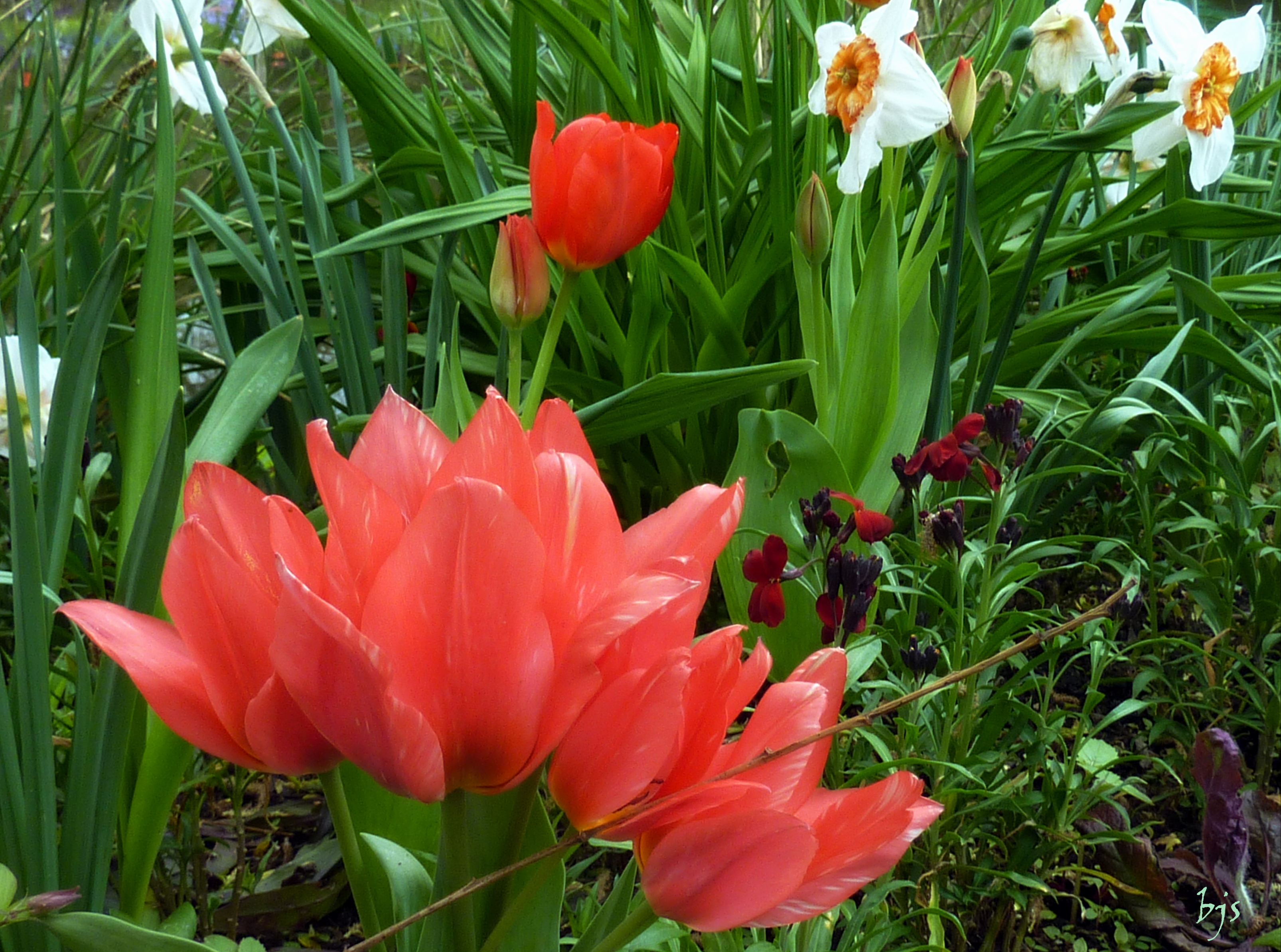 Tulipe multiflore