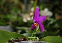 Phalaenopsis violacea