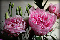 FROUFROU **** FROUFROU ****