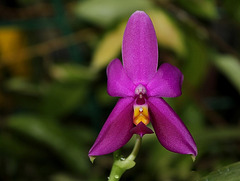 Phalaenopsis violacea