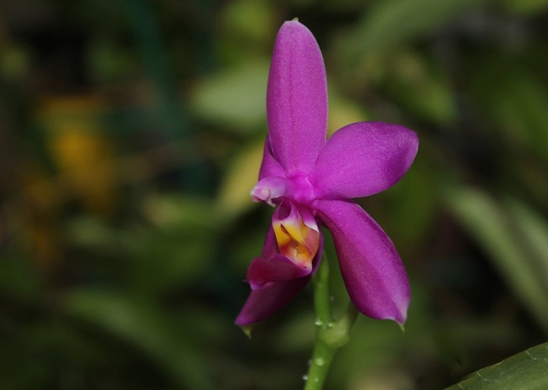 Phalaenopsis violacea