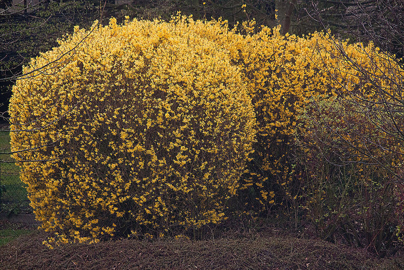 20120402 8289RTw Forsythie