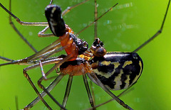 Accouplement d'araignées