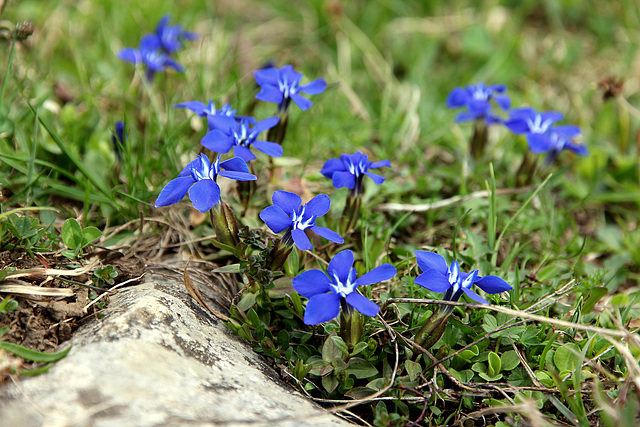 Frühjahrsenzian