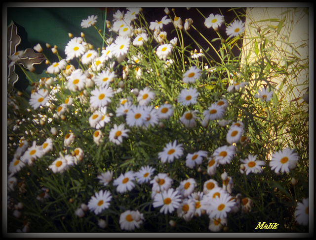 Marguerites..!