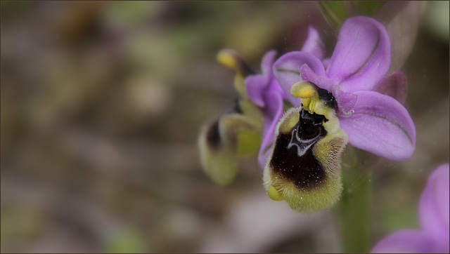 Ophrys