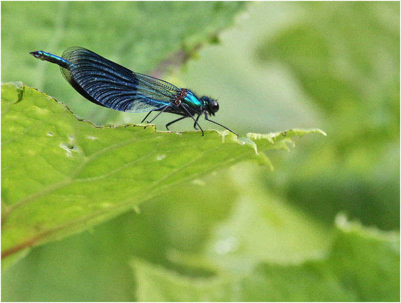 la belle demoiselle ...en bleu