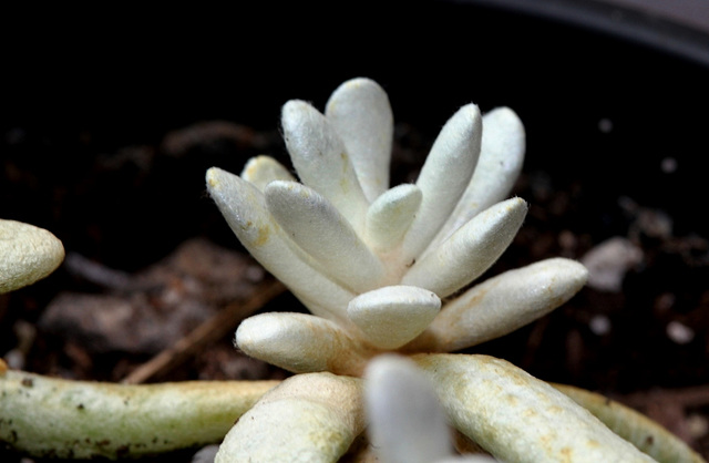 Senecio scaposus sp scaposus