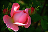 BOUTONS DE ROSES****