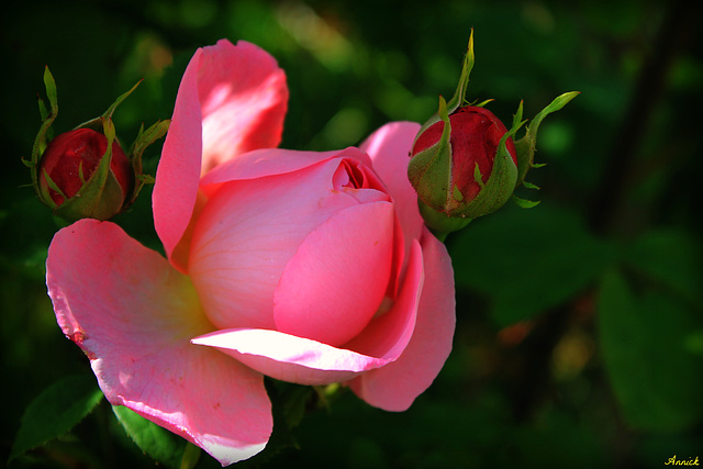 BOUTONS DE ROSES****