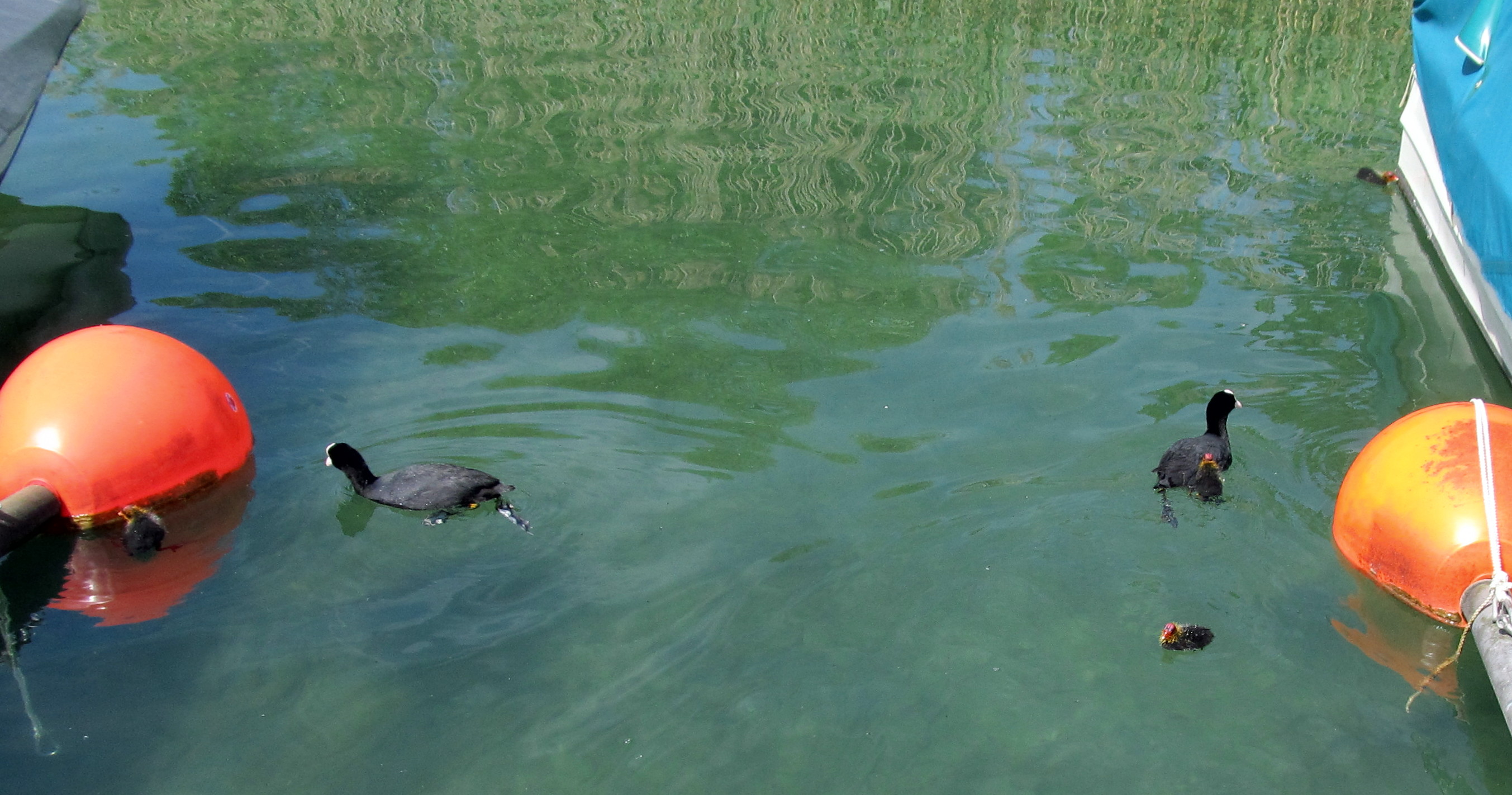 Blässhuhnfamilie am Hallwilersee