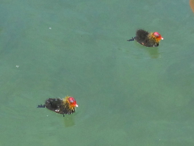 Blässhühnchen am Hallwilersee