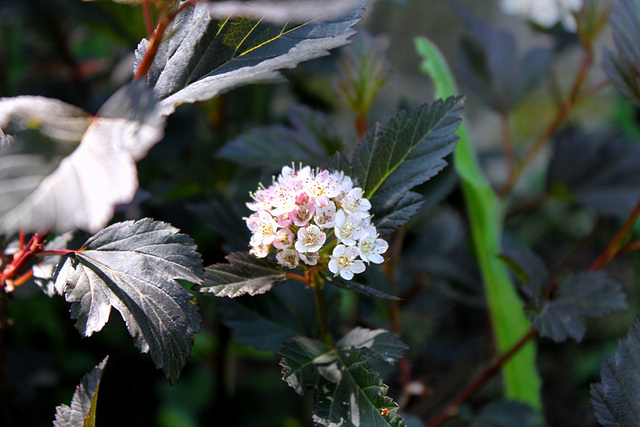 Physocarpus