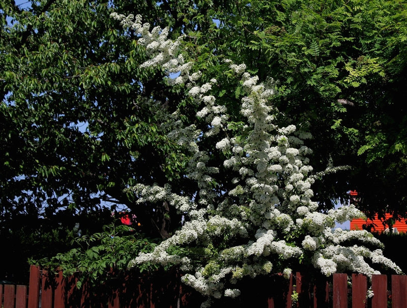 Pyracanthus