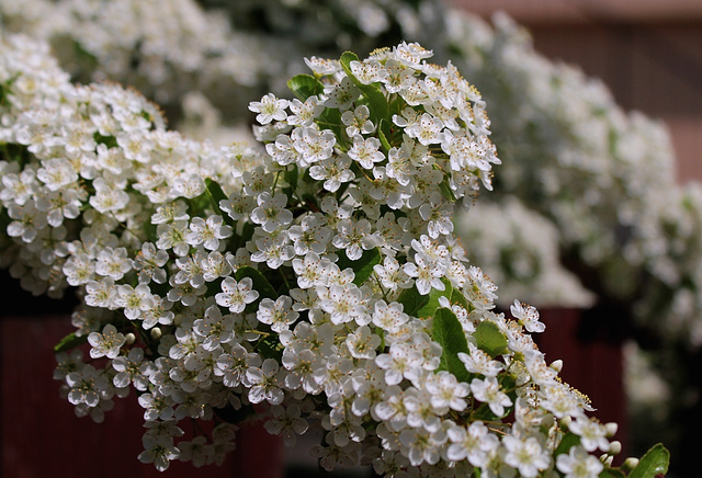 Pyracanthus (2)