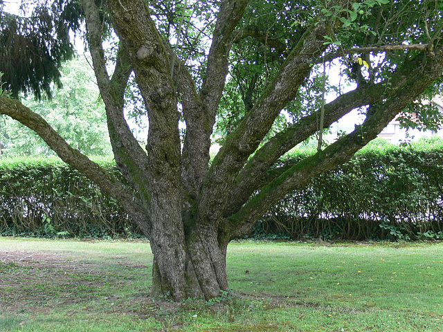 uriger Baum