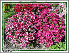 Terra Botanica juin 2012