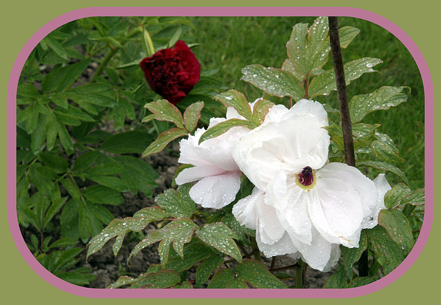 pivoines sous la pluie