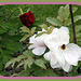 pivoines sous la pluie