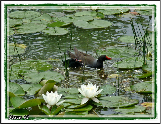 Terra Botanica juin 2012