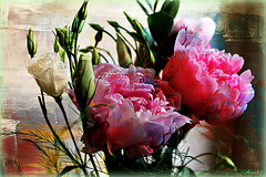 PIVOINES MISES EN PEINTURE*** PIVOINES MISES EN PEINTURE***