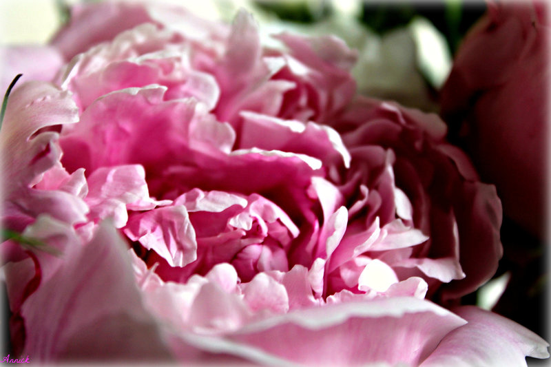 COEUR TENDRE ***