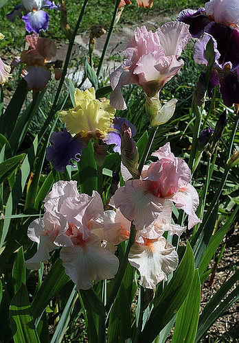 Iris Vanity (2)