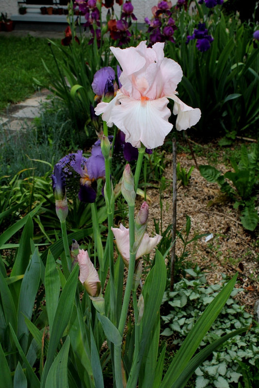 Iris Vanity (3)