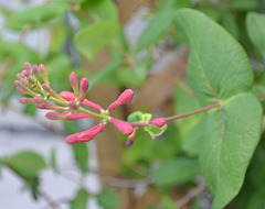 lonicera X brownii 'dropmore scarlett' DSC 0652