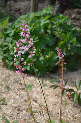 Heucherella alba 'bridget bloom' DSC 0658