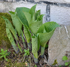 Hosta DSC 0660