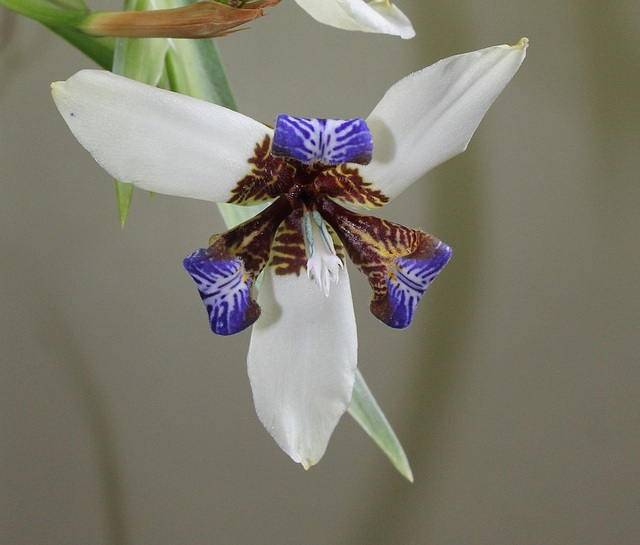 Neomarica gracilis