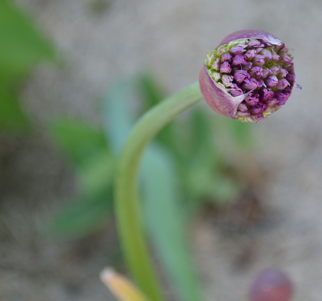 Allium DSC 0682