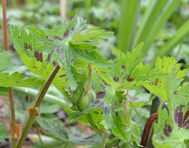 Geranium phaeum 'calligrapher' DSC 0694