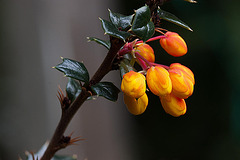 20120427 8751RMw [D~LIP] Dotterberberitze (Berberis 'Stenophylla'), Bad Salzuflen