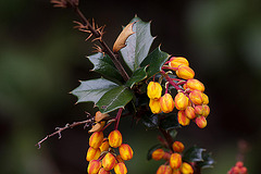 20120427 8701RMw [D~LIP] Dotterberberitze (Berberis 'Stenophylla'), Bad Salzuflen