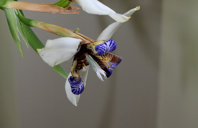 Neomarica gracilis