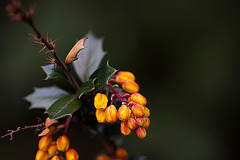 20120427 8696RMw [D~LIP] Dotterberberitze (Berberis 'Stenophylla'), Bad Salzuflen