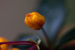 20120427 8695RMw [D~LIP] Dotterberberitze (Berberis 'Stenophylla'), Bad Salzuflen