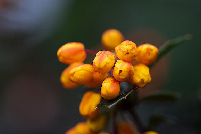 20120427 8693RMw [D~LIP] Dotterberberitze (Berberis 'Stenophylla'), Bad Salzuflen