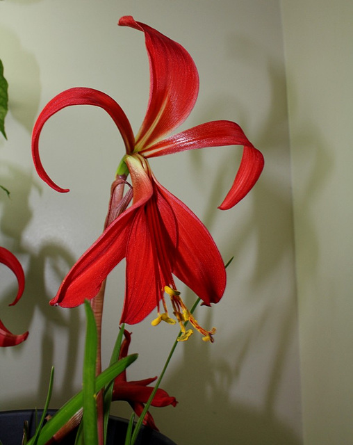 Sprekelia (4)