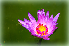 MAUVE COULEUR DE LA PAIX*** MAUVE COULEUR DE LA PAIX***