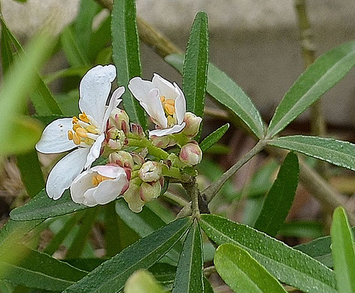 Choisya arizonica 'aztec pearl' DSC 0705