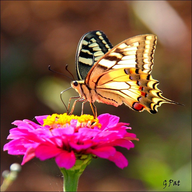 Swallowtail on flower