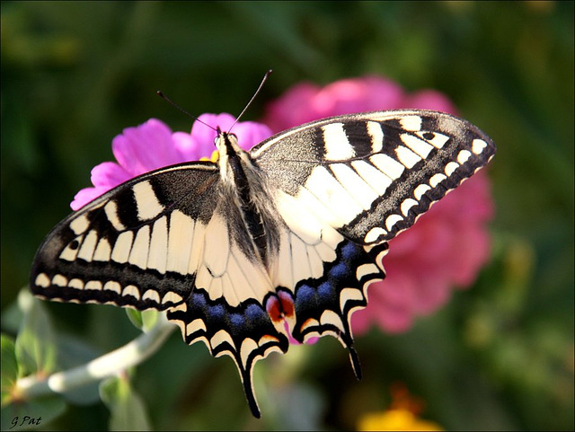 Machaon in the sun