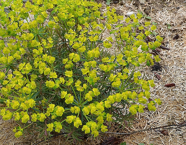 euphorbe cyparissias DSC 0715