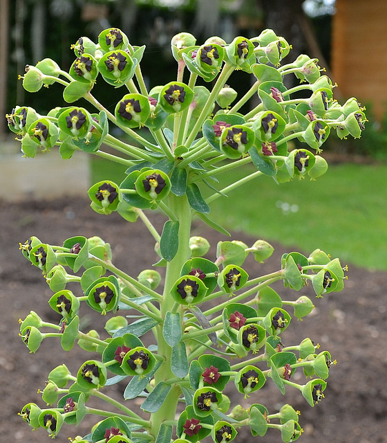 Euphorbe characias DSC 0716