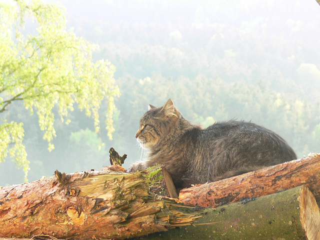 Bayerischer Tiger