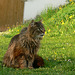 Bayerische Wildkatze