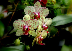 Phalaenopsis 'Rigoletto' Phalaenopsis 'Rigoletto'